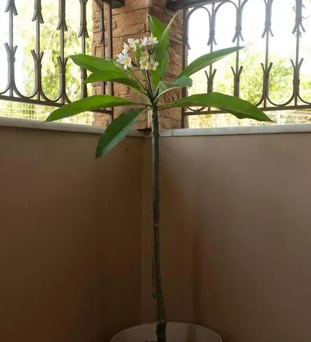 Coast Horizon * Romanos (Messenia)